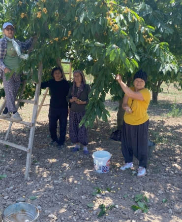 43 yıllık geçim kaynağı olan ’Napolyon’ cinsi kirazın hasadına başladı
