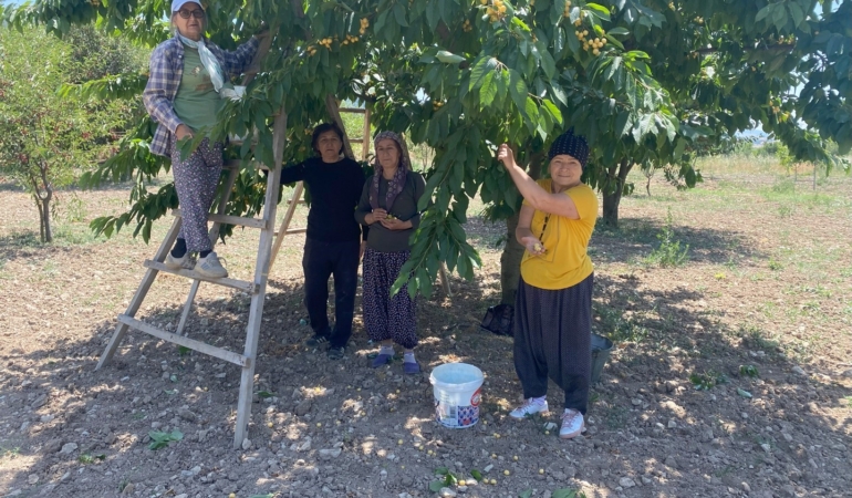 43 yıllık geçim kaynağı olan ’Napolyon’ cinsi kirazın hasadına başladı