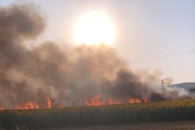 60 dönüm alan küle döndü