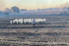 80 küçükbaş hayvanını yanmaktan son anda kurtardı