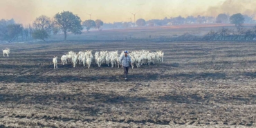 80 küçükbaş hayvanını yanmaktan son anda kurtardı