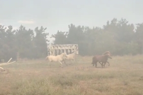Alevler fakülteye kadar geldi, atlar tahliye edildi