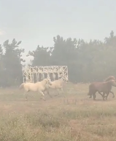 Alevler fakülteye kadar geldi, atlar tahliye edildi