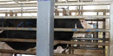 Aman dikkat: Çevreye atılan hayvan organları bulaşıcı hastalığa neden oluyor