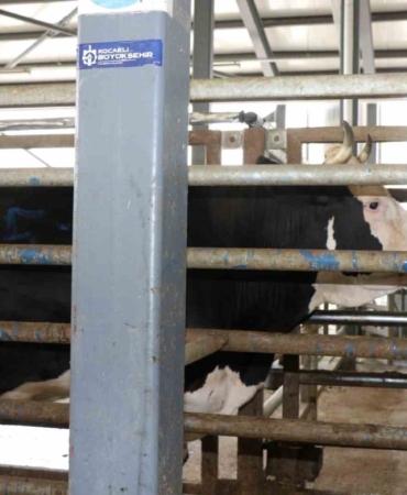 Aman dikkat: Çevreye atılan hayvan organları bulaşıcı hastalığa neden oluyor