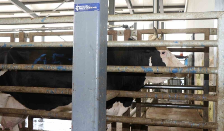 Aman dikkat: Çevreye atılan hayvan organları bulaşıcı hastalığa neden oluyor