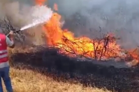 Anız yangını ormana sıçradı