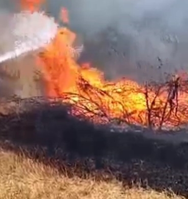Anız yangını ormana sıçradı