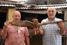 Arnavutköy’de hayvanlarını otlatırken yaralı şahin buldu