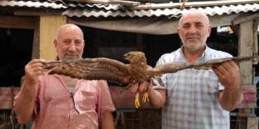 Arnavutköy’de hayvanlarını otlatırken yaralı şahin buldu
