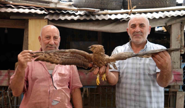 Arnavutköy’de hayvanlarını otlatırken yaralı şahin buldu