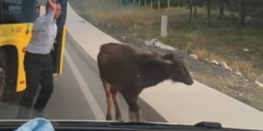 Arnavutköy’de yola çıkan manda yavrusu trafiği birbirine kattı