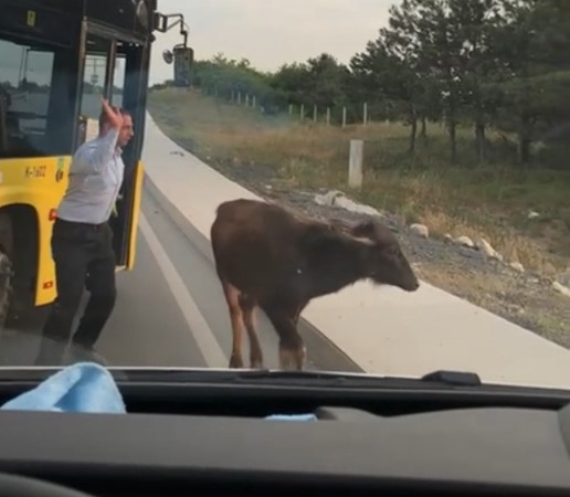 Arnavutköy’de yola çıkan manda yavrusu trafiği birbirine kattı