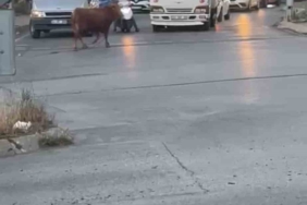 Ataşehir’de kaçan kurbanlık vatandaşlara zor anlar yaşattı