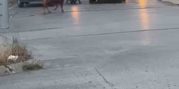 Ataşehir’de kaçan kurbanlık vatandaşlara zor anlar yaşattı