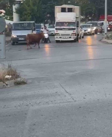 Ataşehir’de kaçan kurbanlık vatandaşlara zor anlar yaşattı
