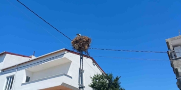 Avcılar’da yıllardır aynı direğe yuva yapan ’Hacı Leylek’ mahallenin maskotu oldu