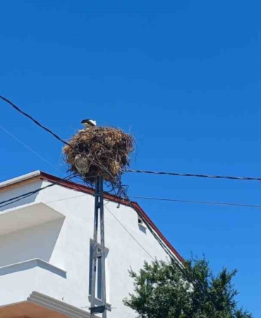 Avcılar’da yıllardır aynı direğe yuva yapan ’Hacı Leylek’ mahallenin maskotu oldu