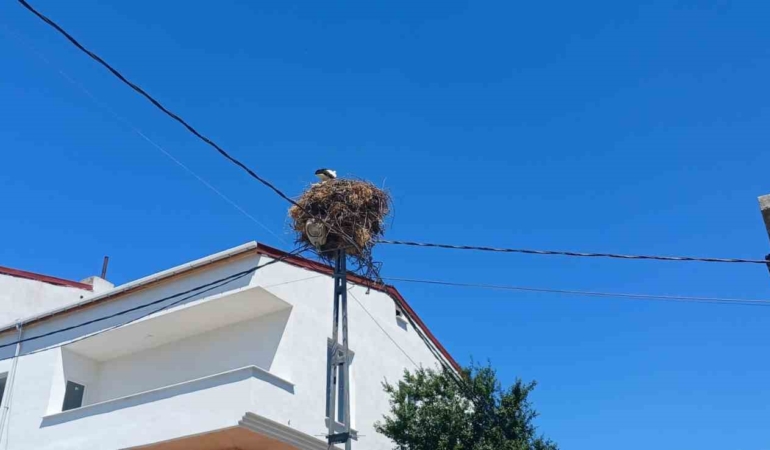 Avcılar’da yıllardır aynı direğe yuva yapan ’Hacı Leylek’ mahallenin maskotu oldu