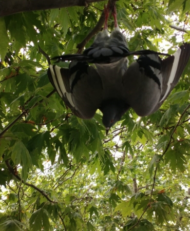 Ayağına misina dolanarak ağaçta mahsur güvercini itfaiye kurtardı