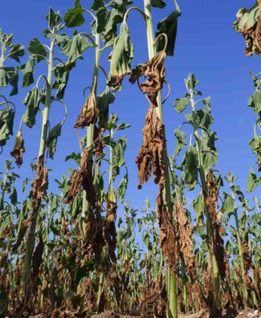 Ayçiçekleri kuruyup çürüdü, hasat dahi yapılamayacak