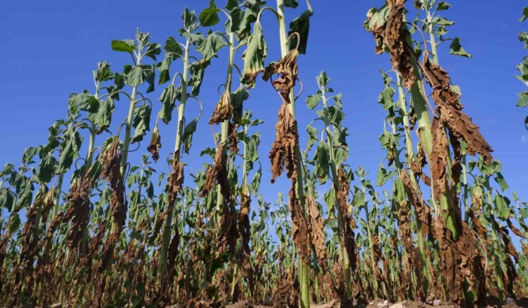 Ayçiçekleri kuruyup çürüdü, hasat dahi yapılamayacak