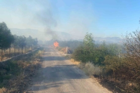 Ayvacık’ta orman yangını