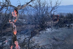 Ayvacık’taki orman yangını kontrol altına alındı