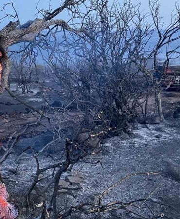 Ayvacık’taki orman yangını kontrol altına alındı