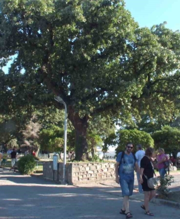 Balıkesir’de tarihi meşe ağaçları koruma altına alındı