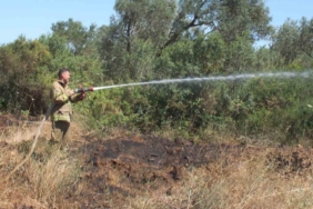 Balıkesir’deki yangında yüzlerce zeytin ve meyve ağacı zarar gördü