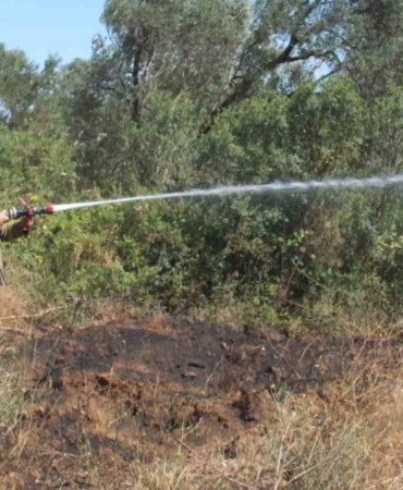 Balıkesir’deki yangında yüzlerce zeytin ve meyve ağacı zarar gördü