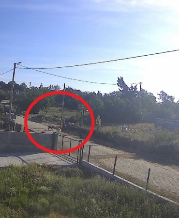 Bandırma’da başıboş köpek dehşeti kamerada...Kadın çığlıklar içinde yerde kaldı