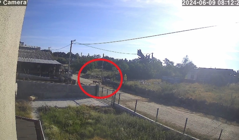 Bandırma’da başıboş köpek dehşeti kamerada...Kadın çığlıklar içinde yerde kaldı