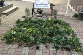 Bandırma’da kenevir üreten şüpheliler yakalandı