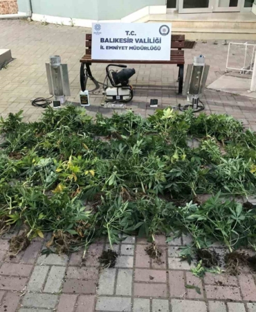 Bandırma’da kenevir üreten şüpheliler yakalandı