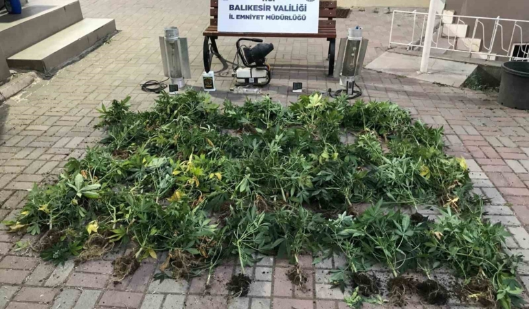 Bandırma’da kenevir üreten şüpheliler yakalandı