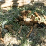 Başakşehir’de kazı sırasında tarihi olduğu değerlendirilen mezar bulundu