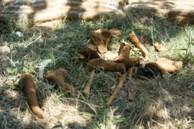 Başakşehir’de kazı sırasında tarihi olduğu değerlendirilen mezar bulundu