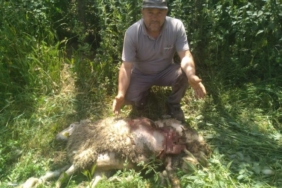 Başıboş köpekler 9 küçükbaş hayvanı parçaladı