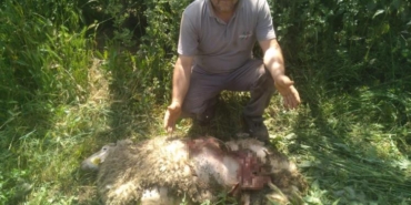 Başıboş köpekler 9 küçükbaş hayvanı parçaladı