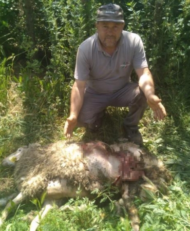 Başıboş köpekler 9 küçükbaş hayvanı parçaladı