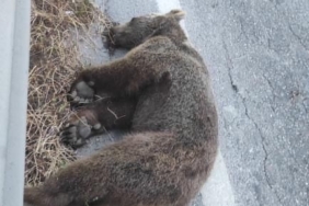 Bayram dönüşü tatilcilere yolda ayı sürprizi...
