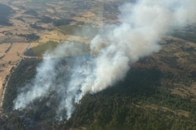Bayramiç’te orman yangını