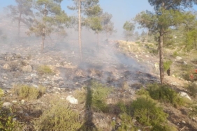 Bayramiç’teki yangında 5 hektar alan zarar gördü
