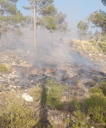 Bayramiç’teki yangında 5 hektar alan zarar gördü