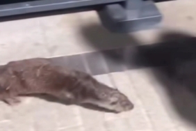 Beykoz’da su samuru görüntülendi