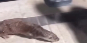 Beykoz’da su samuru görüntülendi