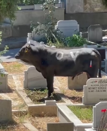 Beyoğlu’nda kızgın boğa mezarlığa daldı: İki kişiyi yaraladı, kabir ziyaretine gelenler çıkartıldı