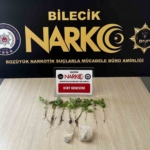 Bilecik’te evinde uyuşturucu yetiştiren şüpheliyi eşi ele verdi